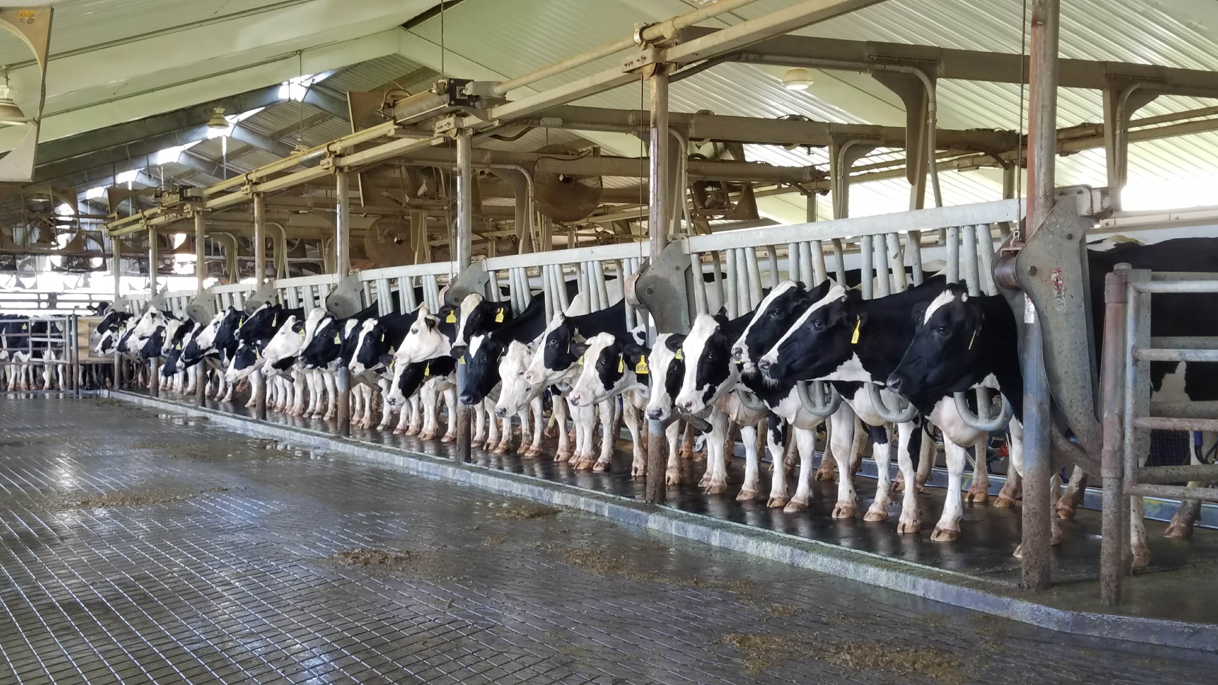 Dairy Farm Management Team at Jessica Williams blog