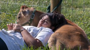 4-H youth in Guilford learn how to show cows and about the importance of the dairy industry in North Carolina through a Cooperative Extension program.