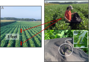 Cover photo for Should You Control Corn Earworm Differently in Soybean With Indeterminate and Determinate Growth Habits?