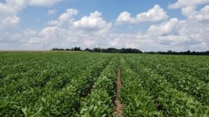 Cover photo for Important Change to North Carolina Soybean Defoliation Thresholds After Beginning Flowering (R1)