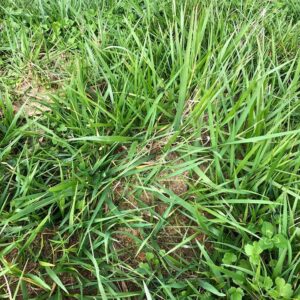 Cover photo for Biology and Control of Fire Ants in Pastures