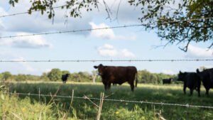 Four strands of livestock wire fence in focus with cattle in a pasture out of focus in the background.