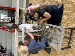 Cover photo for NC Sheep & Goat Roundup 2025